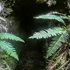 Plants: image 69 Of 208 Thumb
